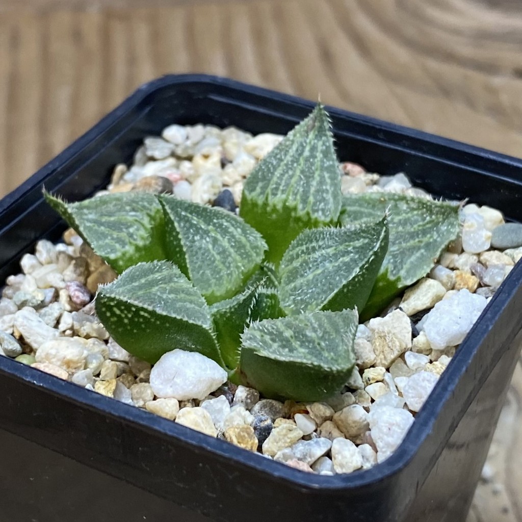 DP26654 Haworthia - Image 2