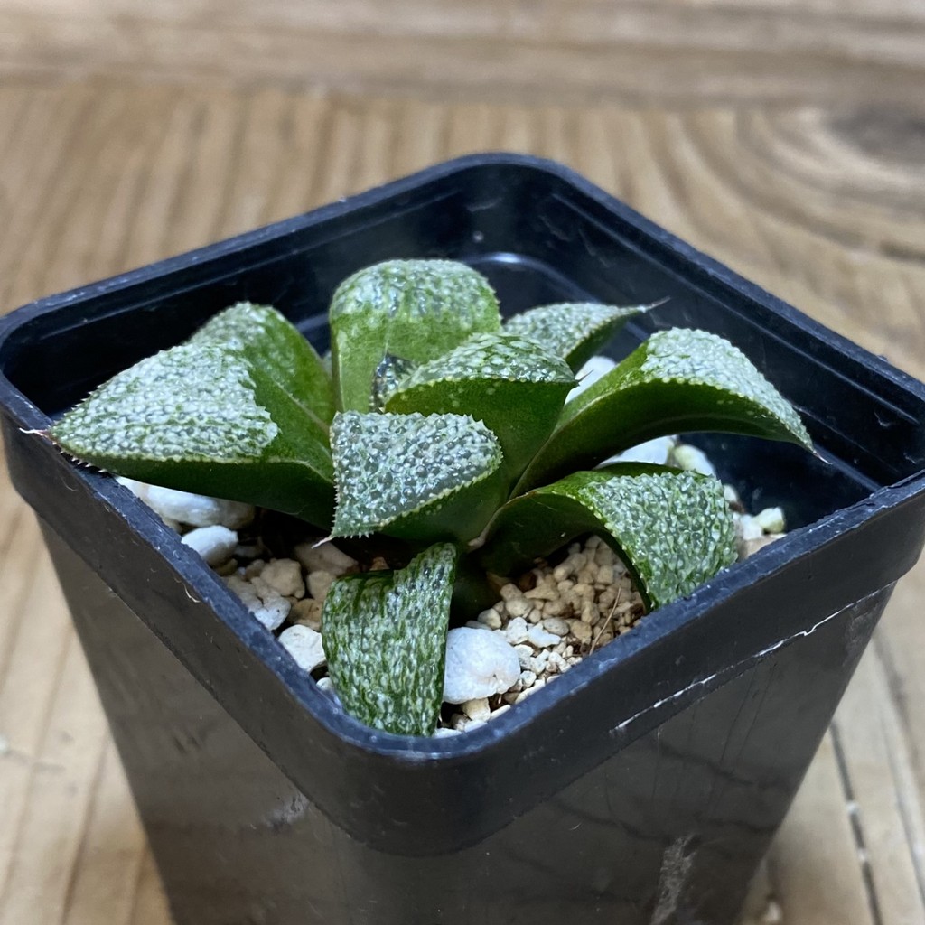DP26655 Haworthia - Image 2