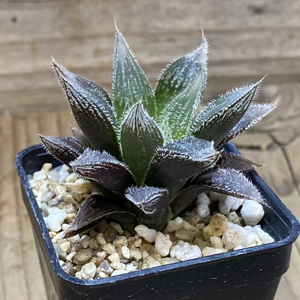 DP26656 Haworthia - Image 2