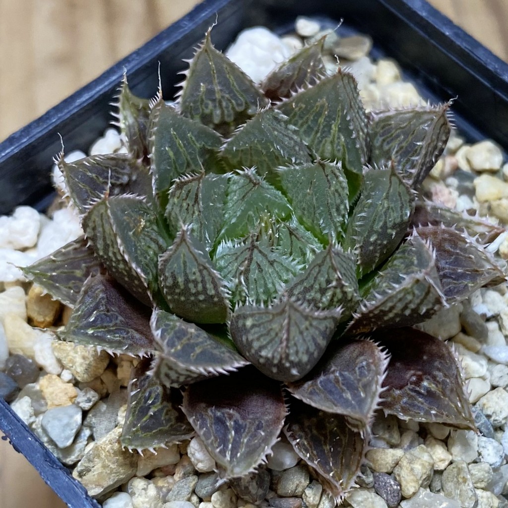 DP26658 Haworthia