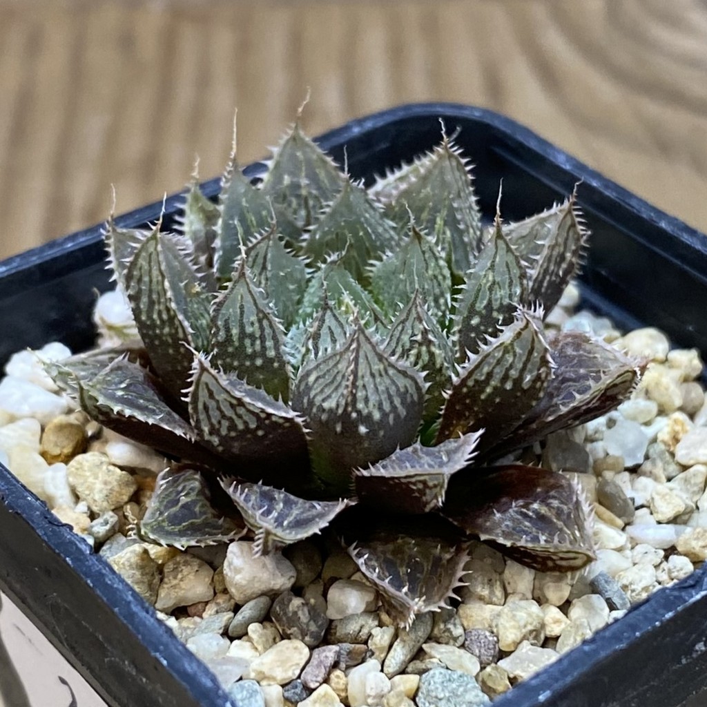 DP26658 Haworthia - Image 2