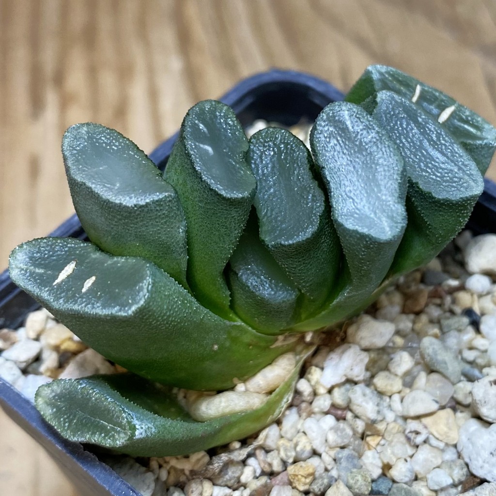 DP26660 Haworthia