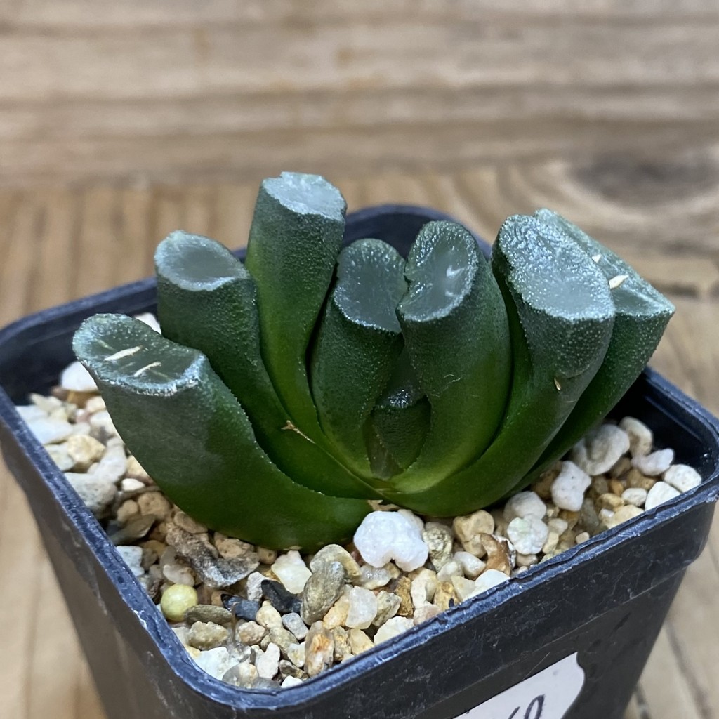 DP26660 Haworthia - Image 2