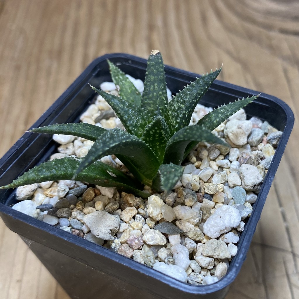 DP26661 Haworthia - Image 2