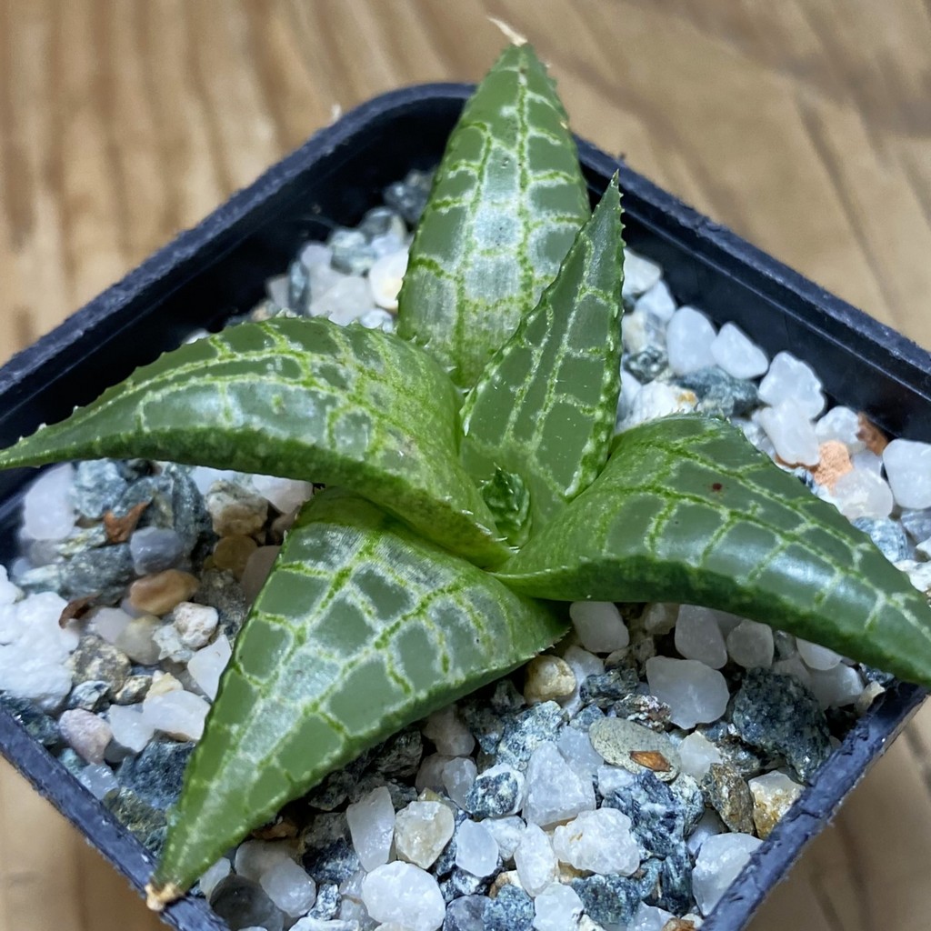 DP26662 Haworthia