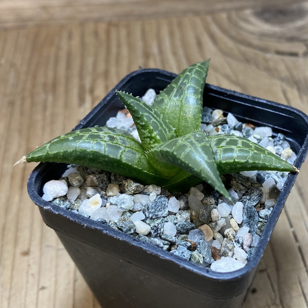 DP26662 Haworthia - Image 2