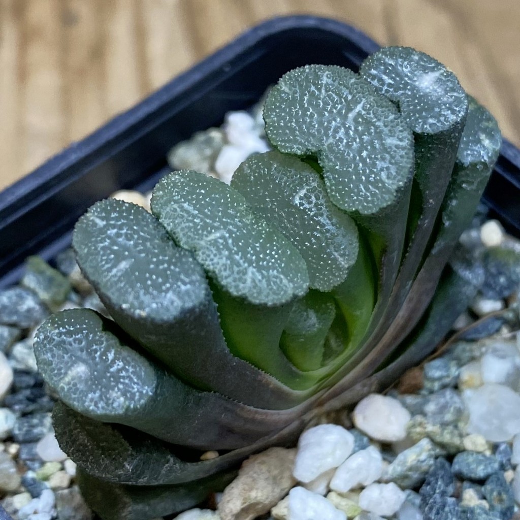 DP26666 Haworthia