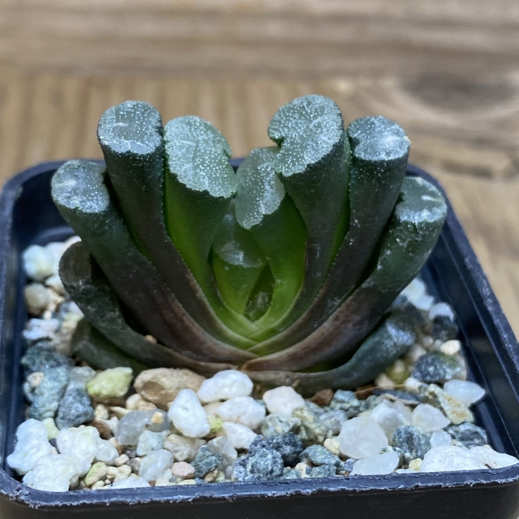 DP26666 Haworthia - Image 2