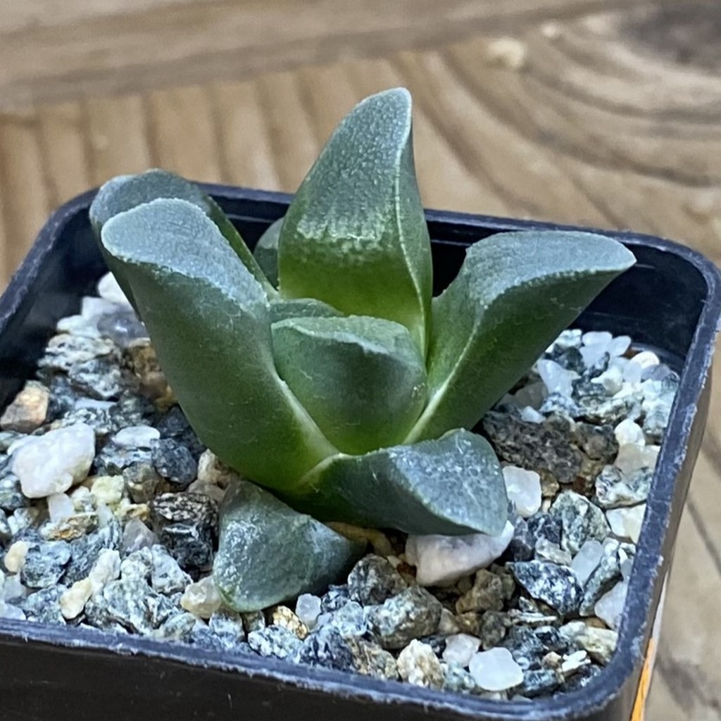 DP26667 Haworthia - Image 2