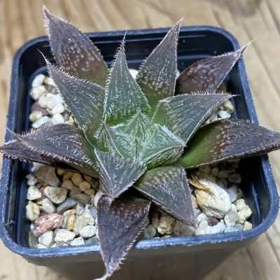 DP26669 Haworthia