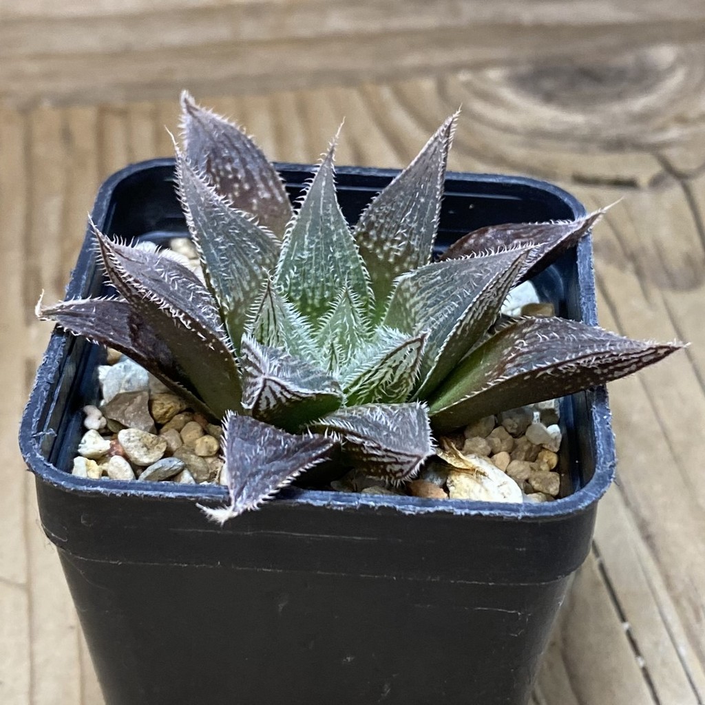 DP26669 Haworthia - Image 2