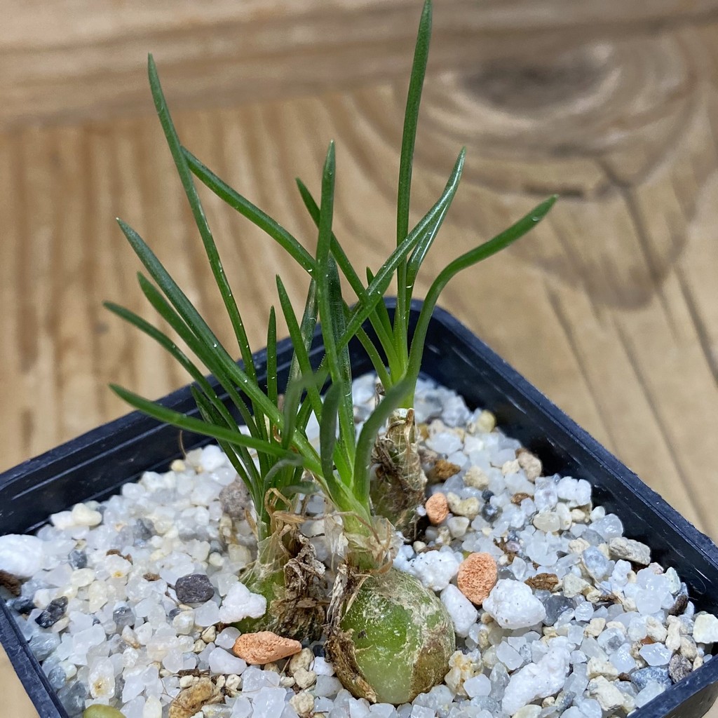 DP26673 Ornithogalum lithopsoides