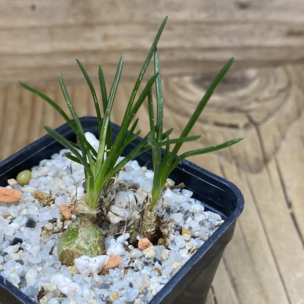 DP26673 Ornithogalum lithopsoides - Image 2