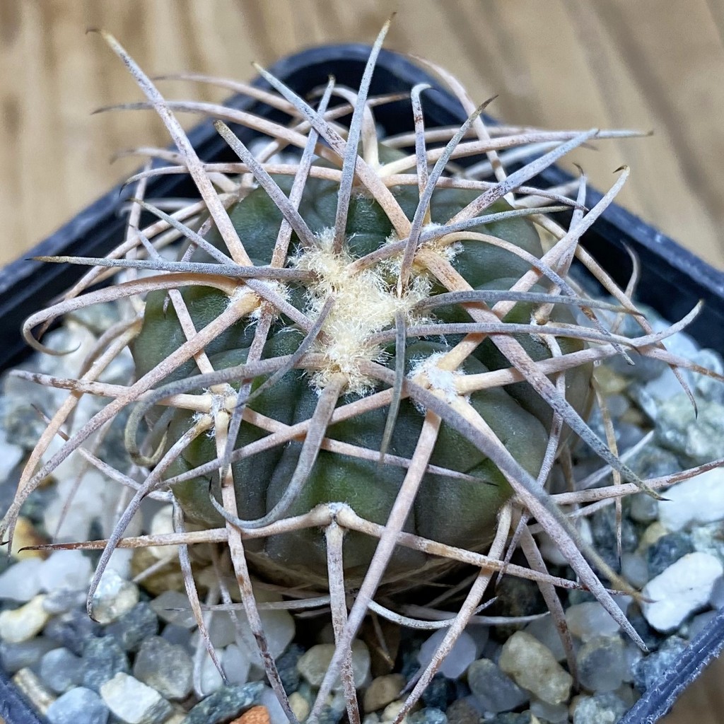 DP26605 Gymnocalycium cardenasianum