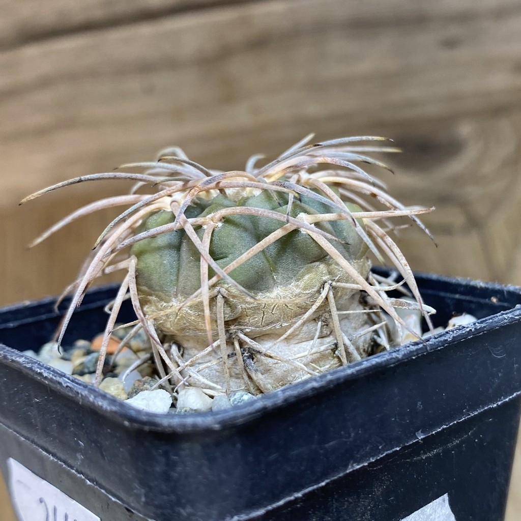 DP26605 Gymnocalycium cardenasianum - Image 2