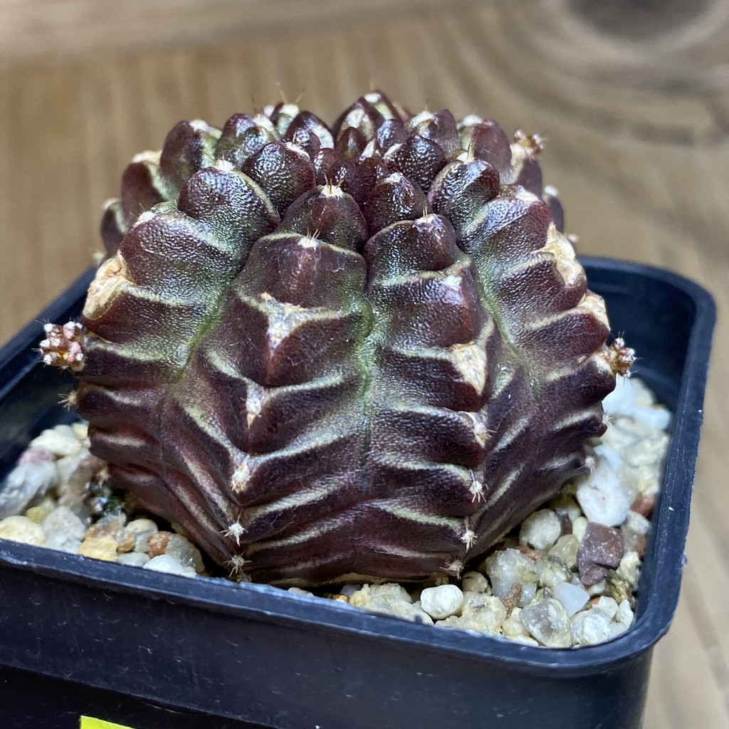 DP26607 Gymnocalycium mihanovichii 'Nana' - Image 2