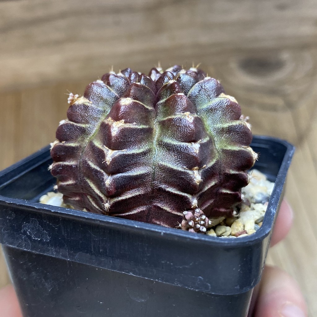 DP26607 Gymnocalycium mihanovichii 'Nana' - Image 3