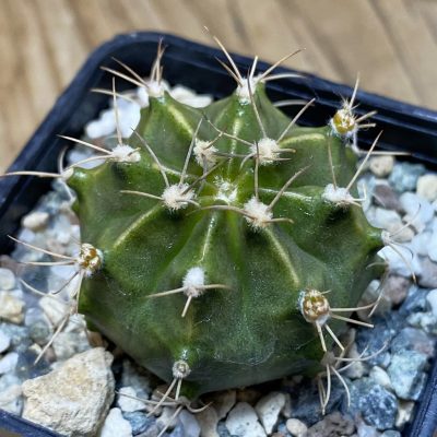 DP26608  Gymnocalycium mihanovichii ‘Rusty’