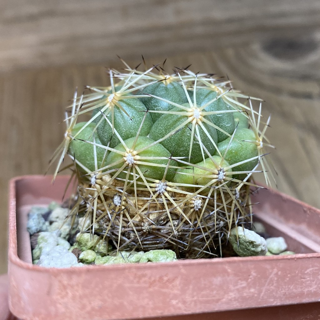 DP26597 Coryphantha sp. - Image 2