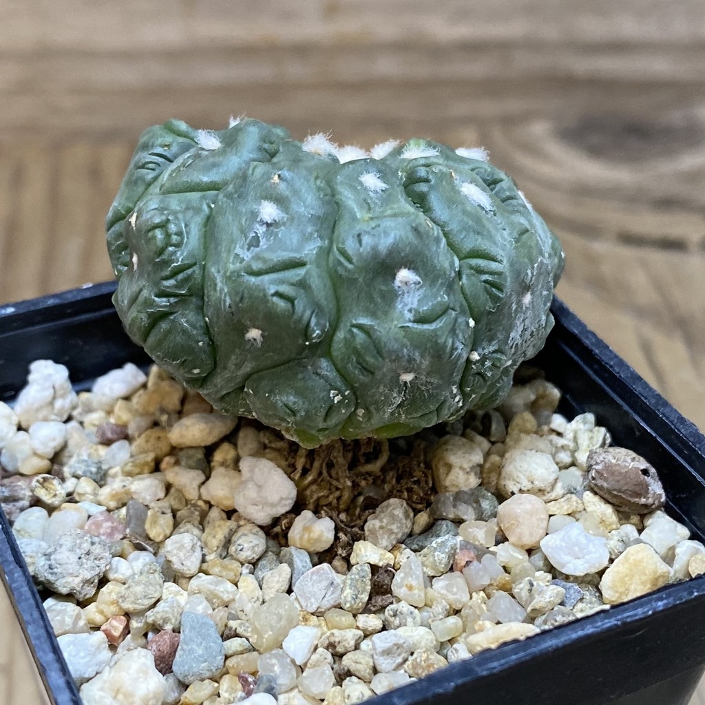 DP26619 Astrophytum asterias ‘Kikko Lizard Skin’ - Image 2