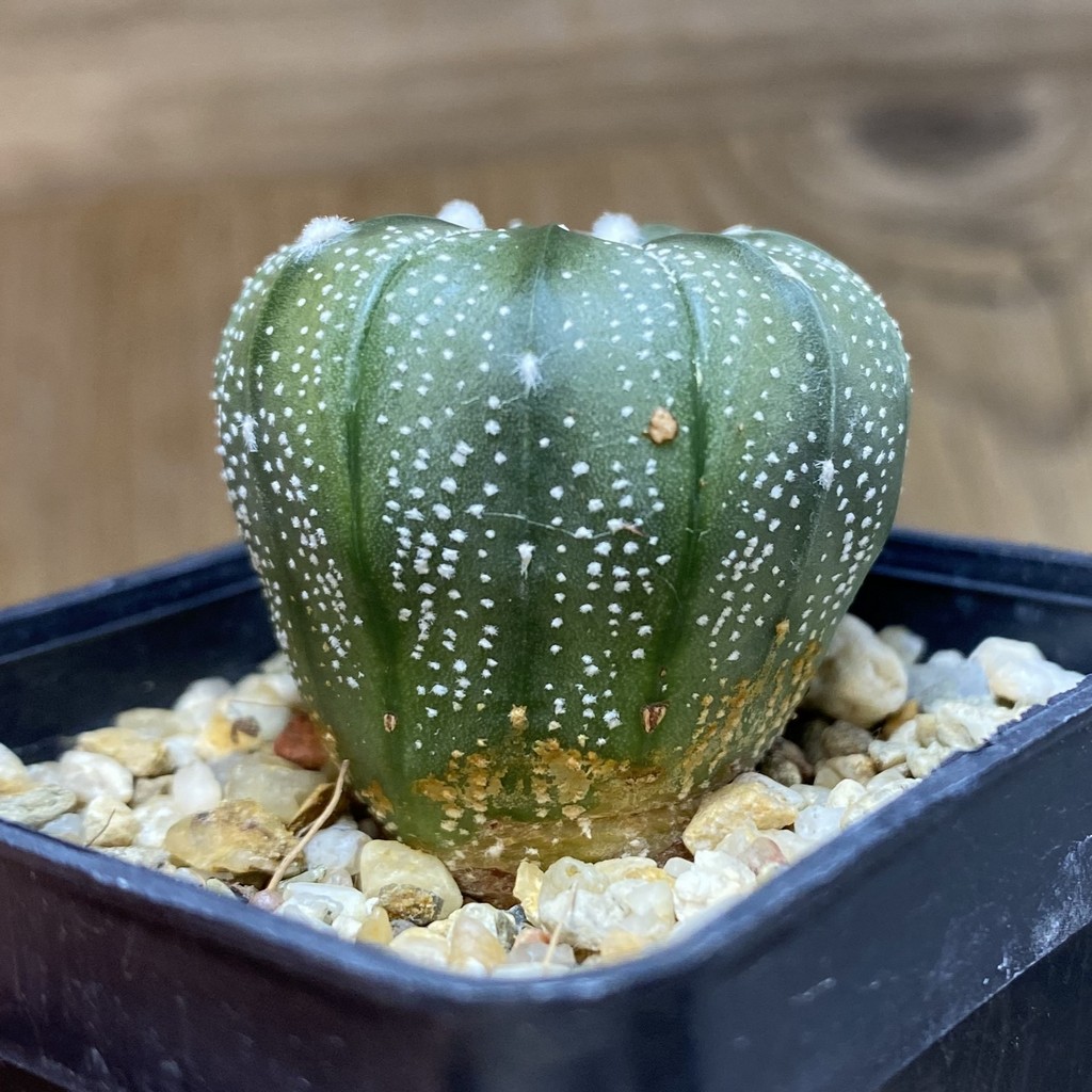 DP26620 Astrophytum asterias - Image 2