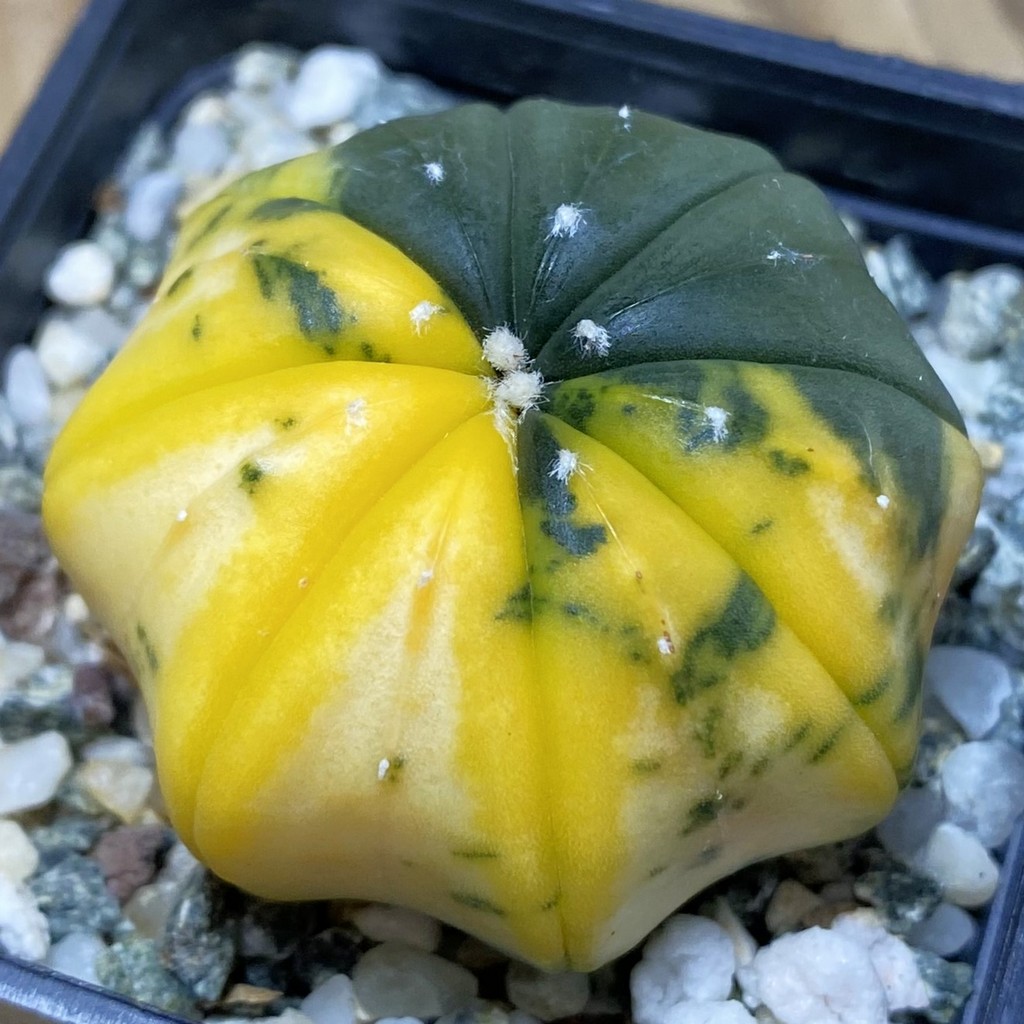 DP26622 Astrophytum asterias ‘Star Shape’ f. variegata