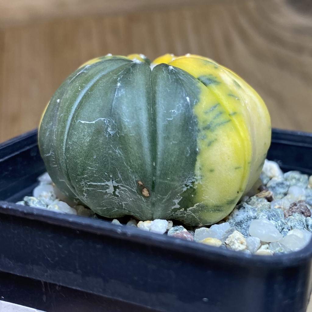 DP26622 Astrophytum asterias ‘Star Shape’ f. variegata - Image 2