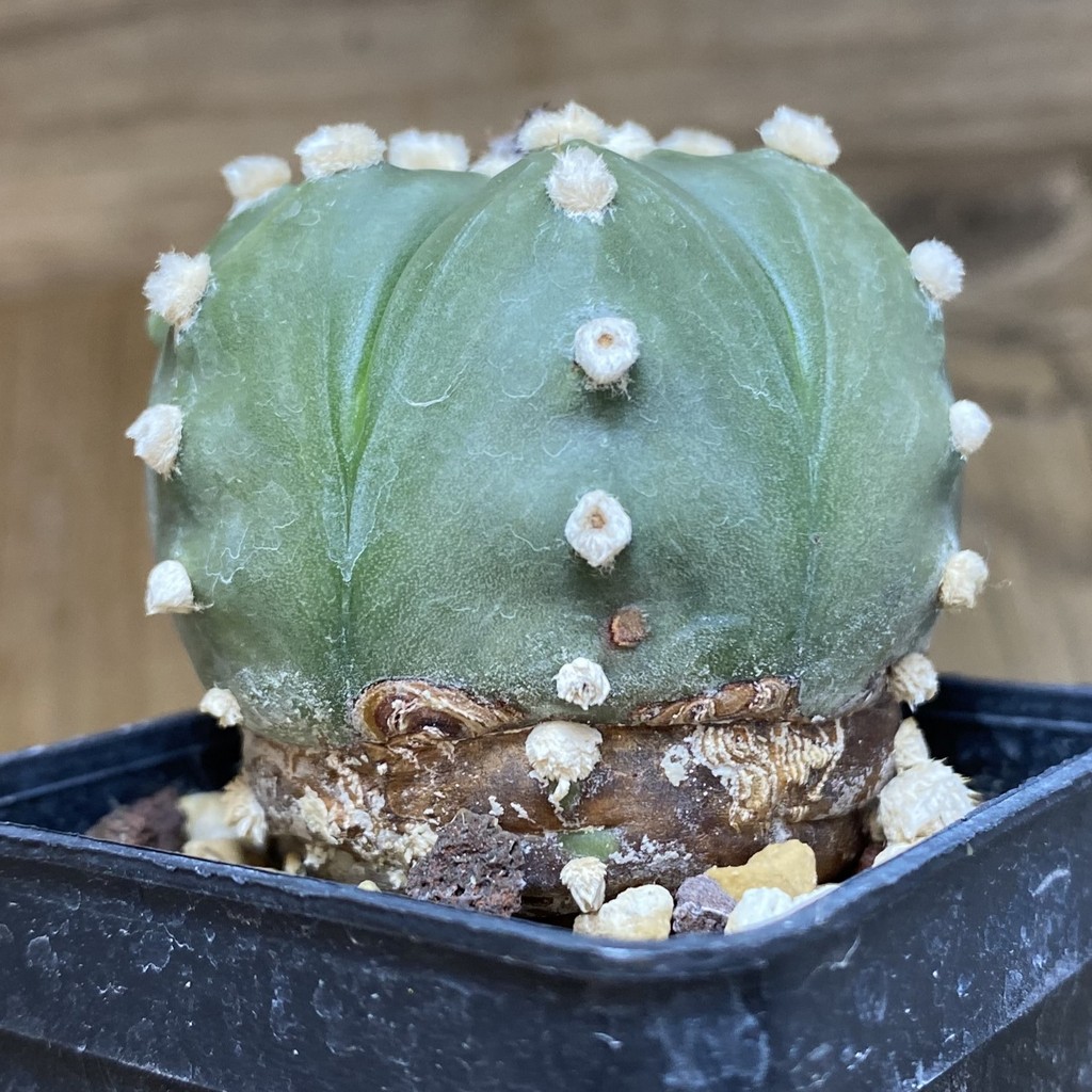 DP26623 Astrophytum asterias ‘Ooibo’ hybrid - Image 2