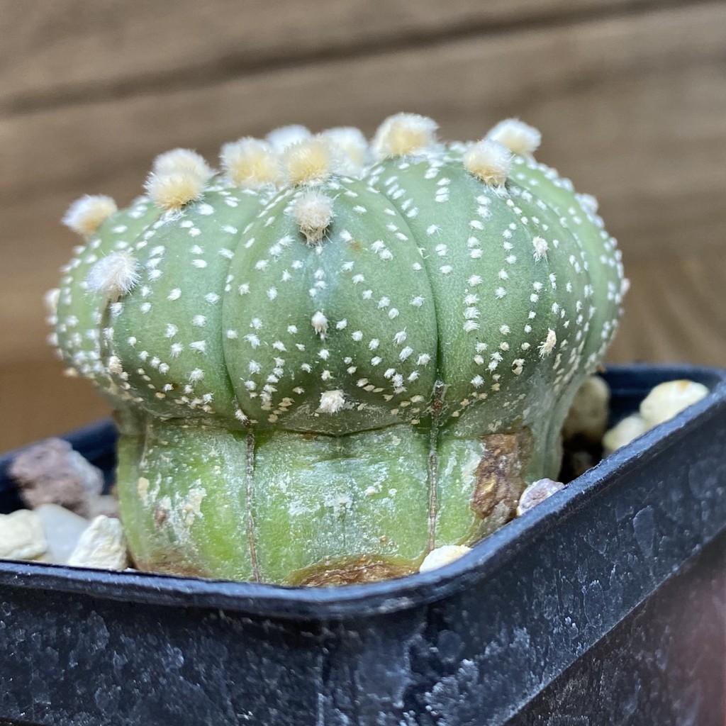 DP26624 Astrophytum asterias ‘Ooibo’ hybrid - Image 2