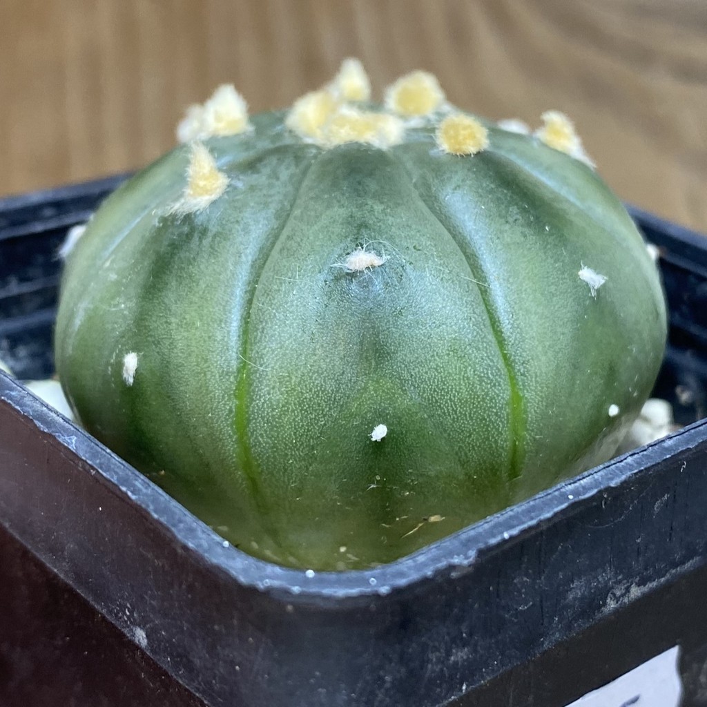 DP26625 Astrophytum asterias v. nudum - Image 2