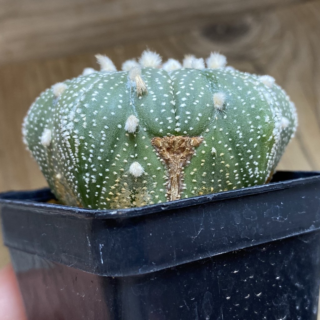 DP26626 Astrophytum asterias ‘Star Shape’ - Image 2