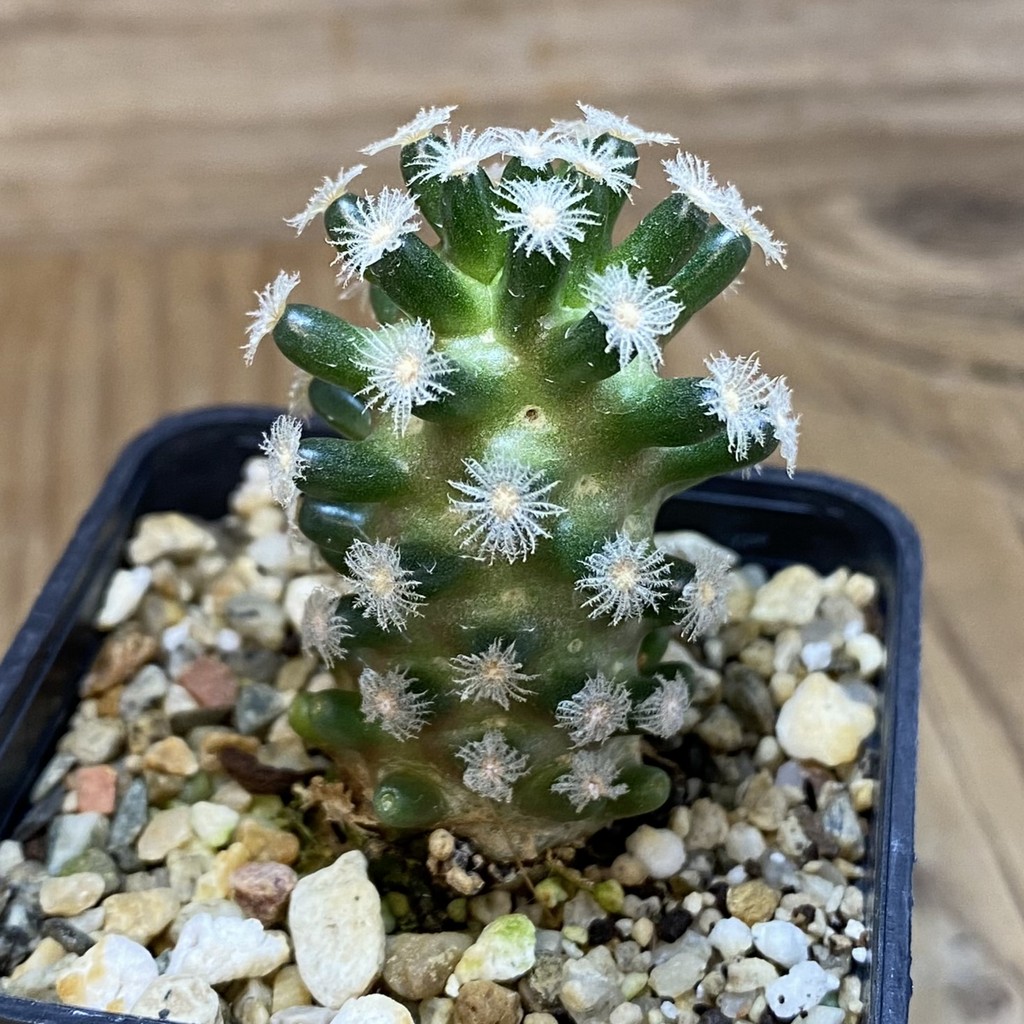 SH10731 Mammillaria theresae v. minima GCG 12504, own roots - Image 2