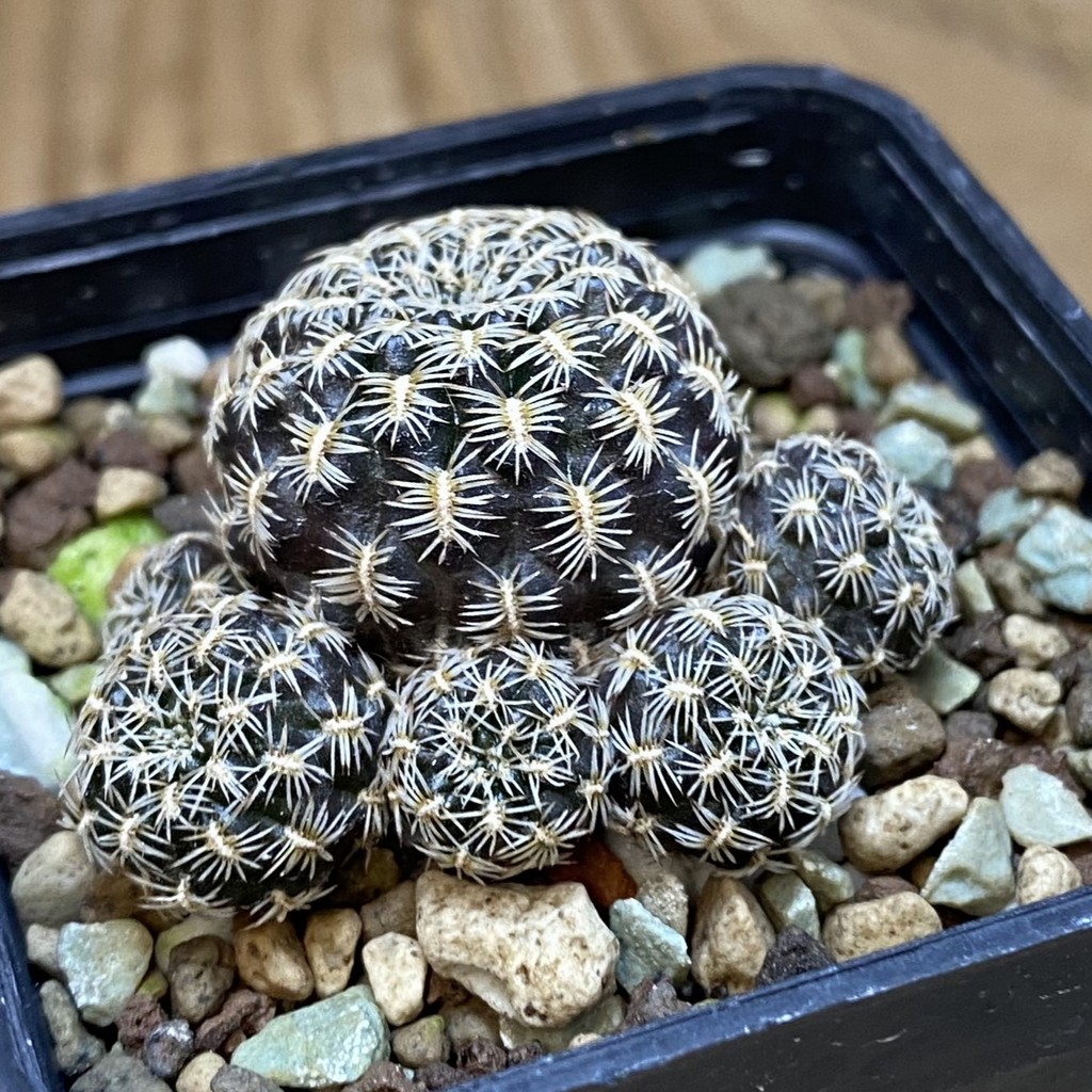 SH18698 Sulcorebutia augustinii LH 1721 - Image 2