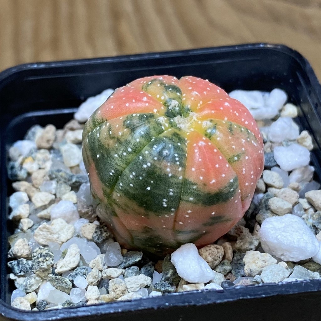 SH21651 Astrophytum asterias f. variegata - Image 2