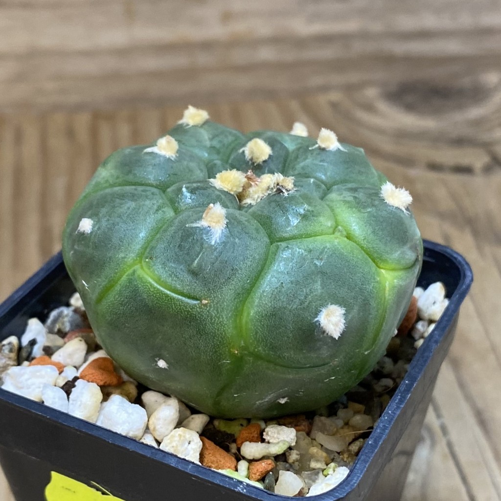 SH2416 Astrophytum asterias 'Kikko' - Image 2