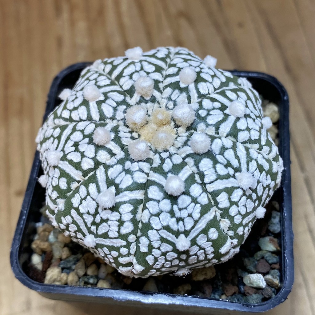 SH23882 Astrophytum asterias ‘Super Kabuto’ V-type