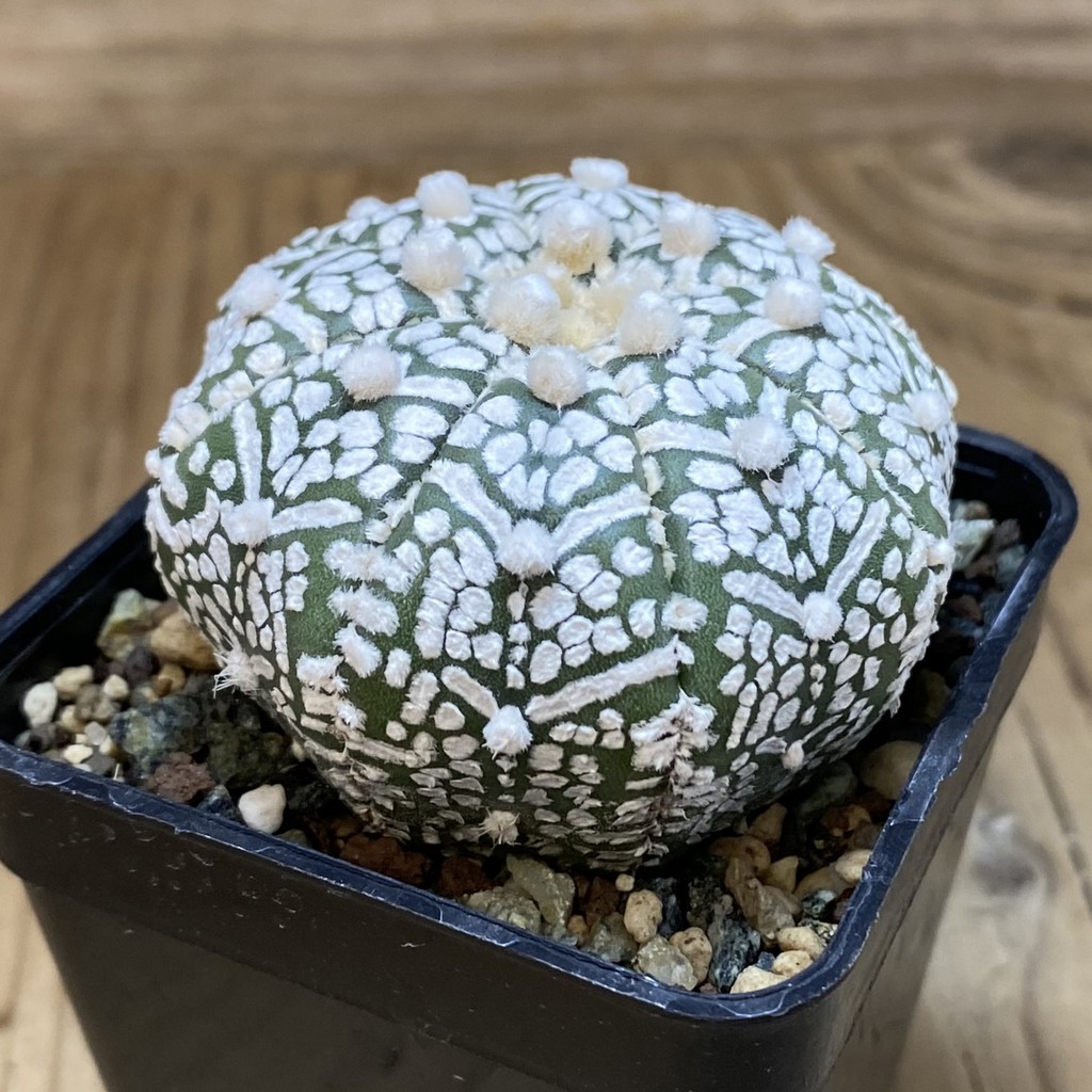 SH23882 Astrophytum asterias ‘Super Kabuto’ V-type - Image 2