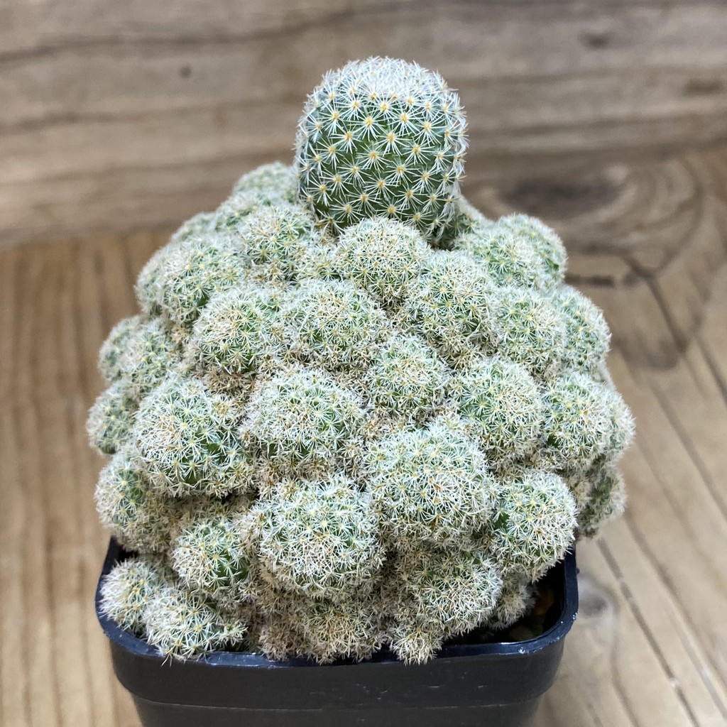 SH9281 Mammillaria egregia f. monstrosa - Image 2