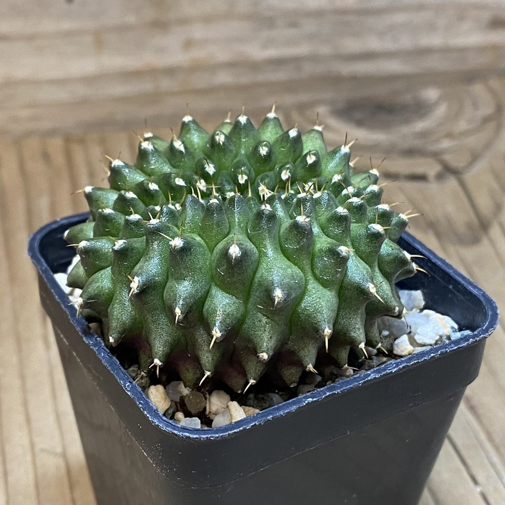 SH12382 Gymnocalycium mihanovichii ‘inermis’ f. cristata - Image 2
