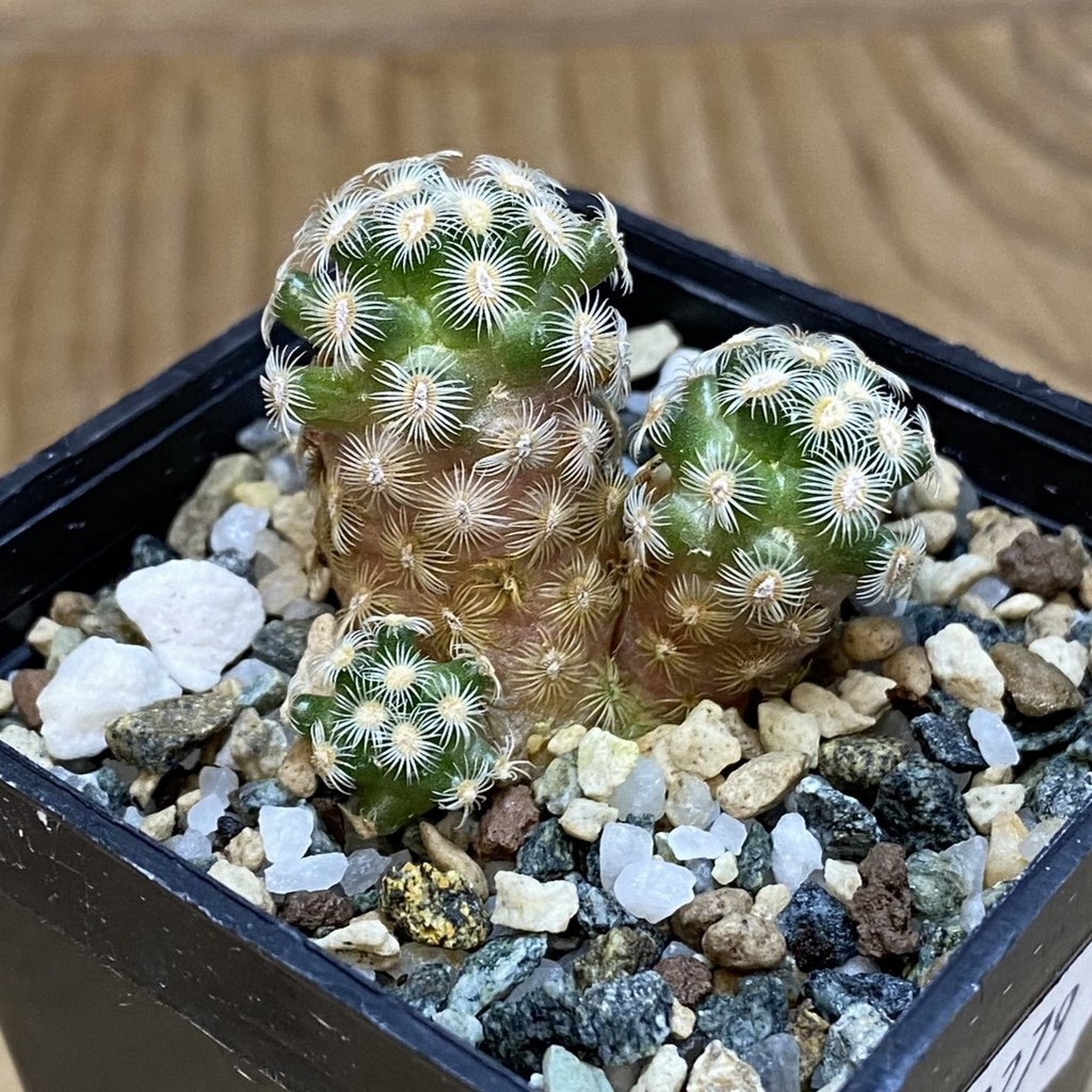 SH20279 Mammillaria saboae v. haudeana - Image 2