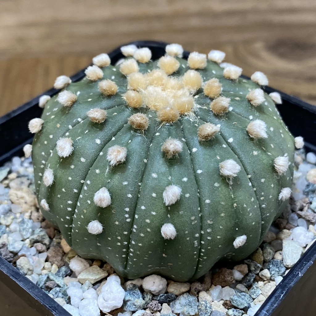 SH21008 Astrophytum asterias f. multicostatum - Image 2