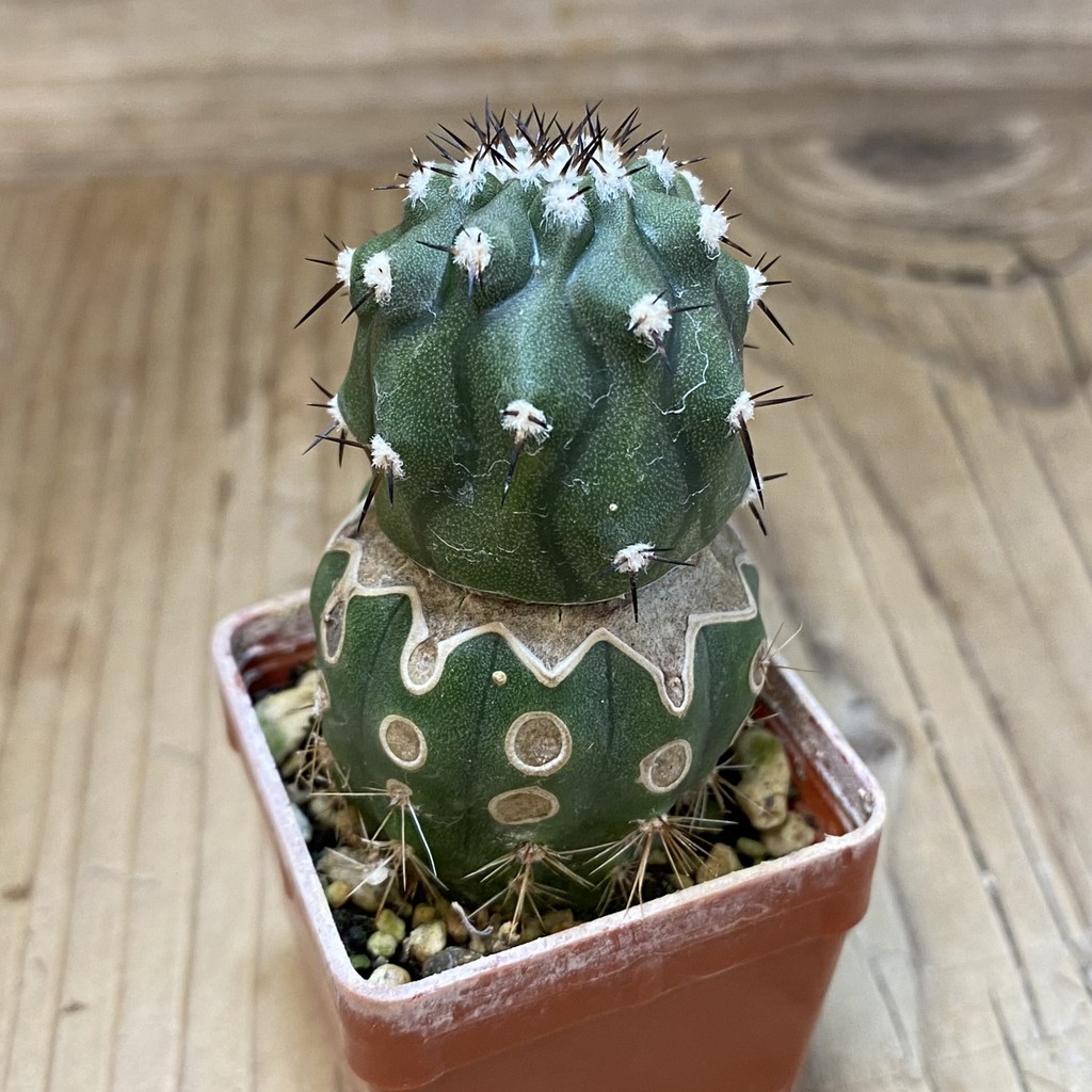 SH18744 Copiapoa cinerea f. inermis PL 143 A , grafted - Image 2