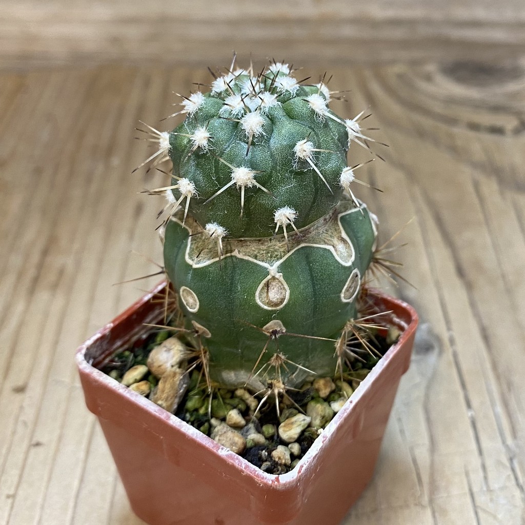 SH20336 Copiapoa cinerea v. albispina PL 142 A, grafted - Image 2