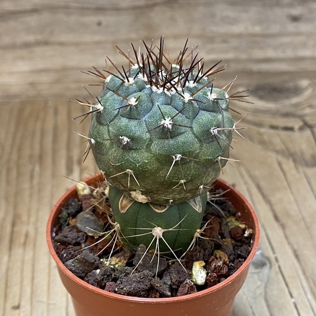 SH18313 Copiapoa cinerea melanohystrix selection GCG15247b, grafted - Image 2