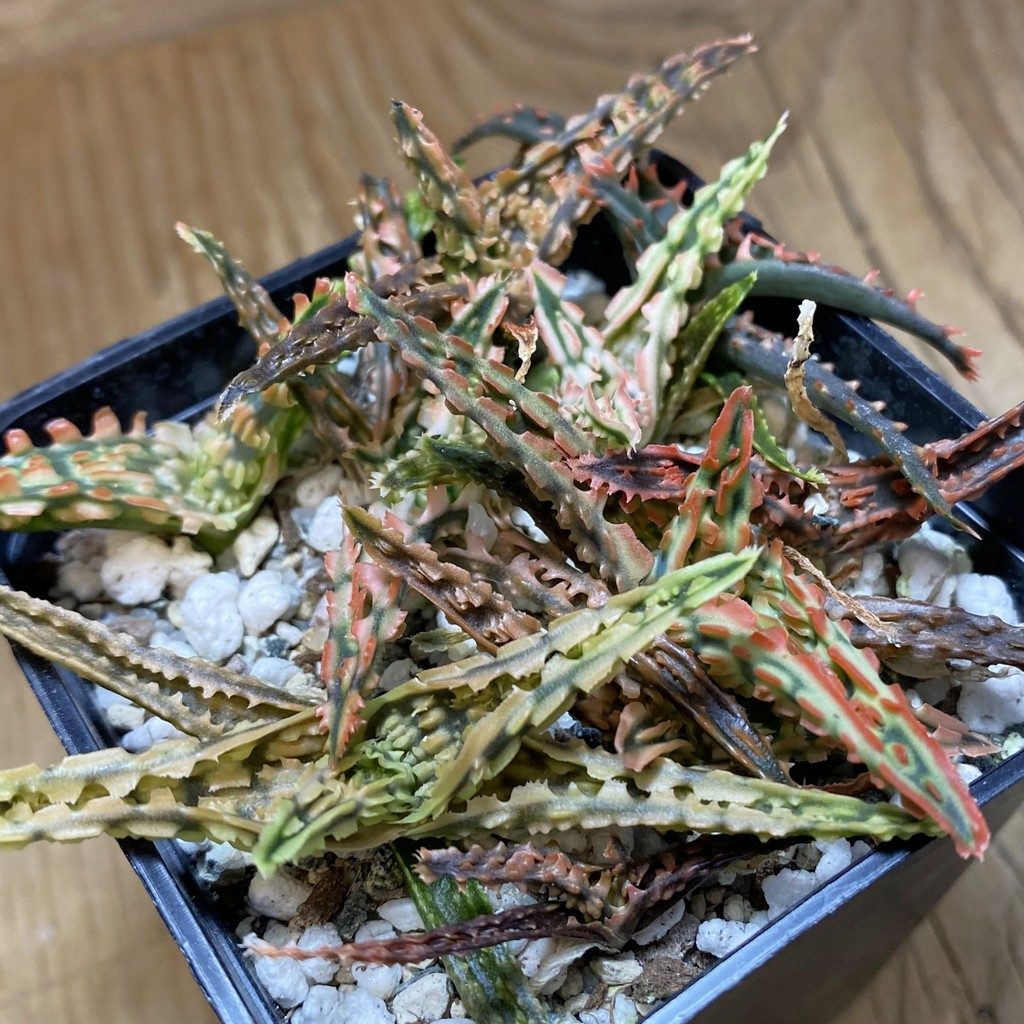 SH26916 Aloe TCT hybrid mix