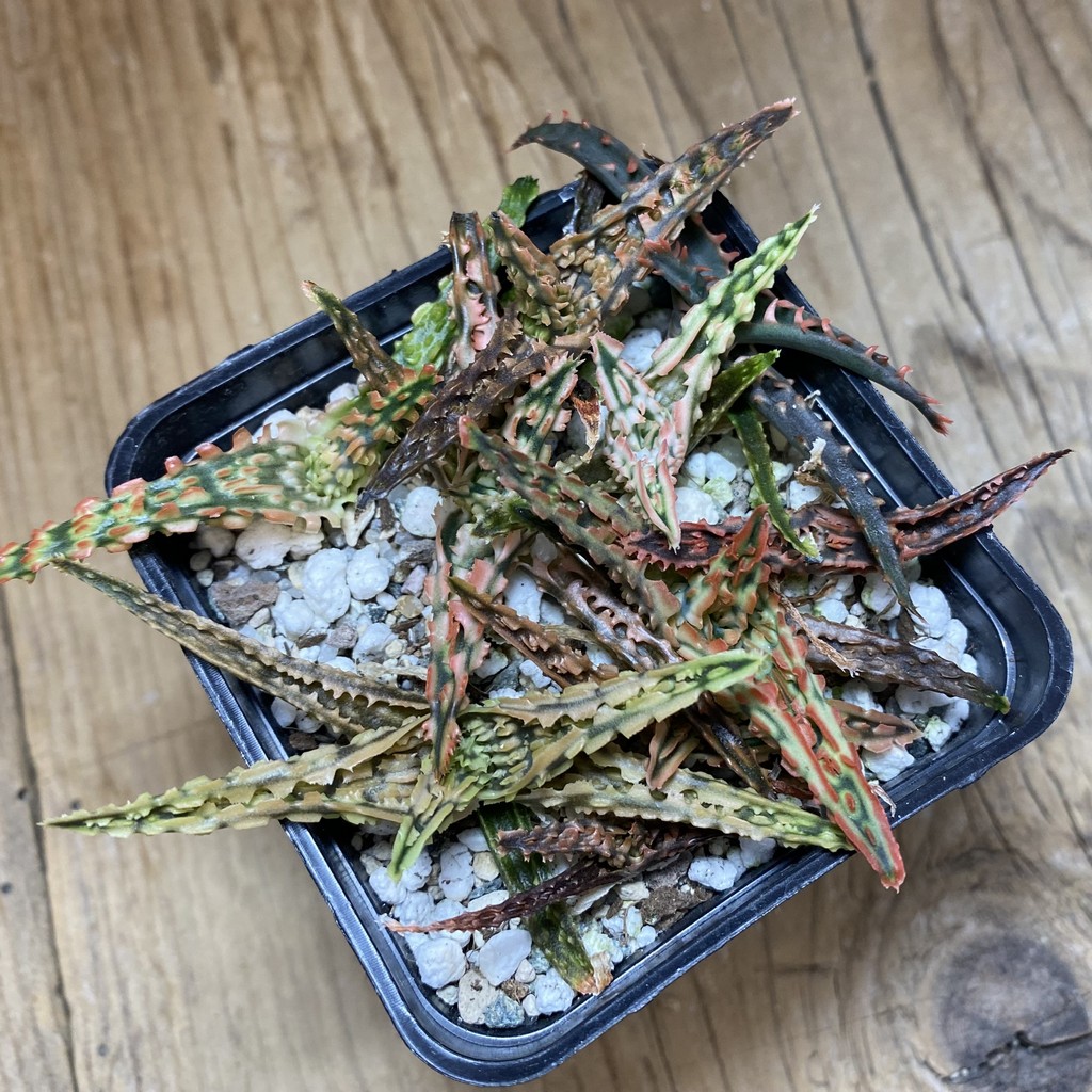 SH26916 Aloe TCT hybrid mix - Image 2