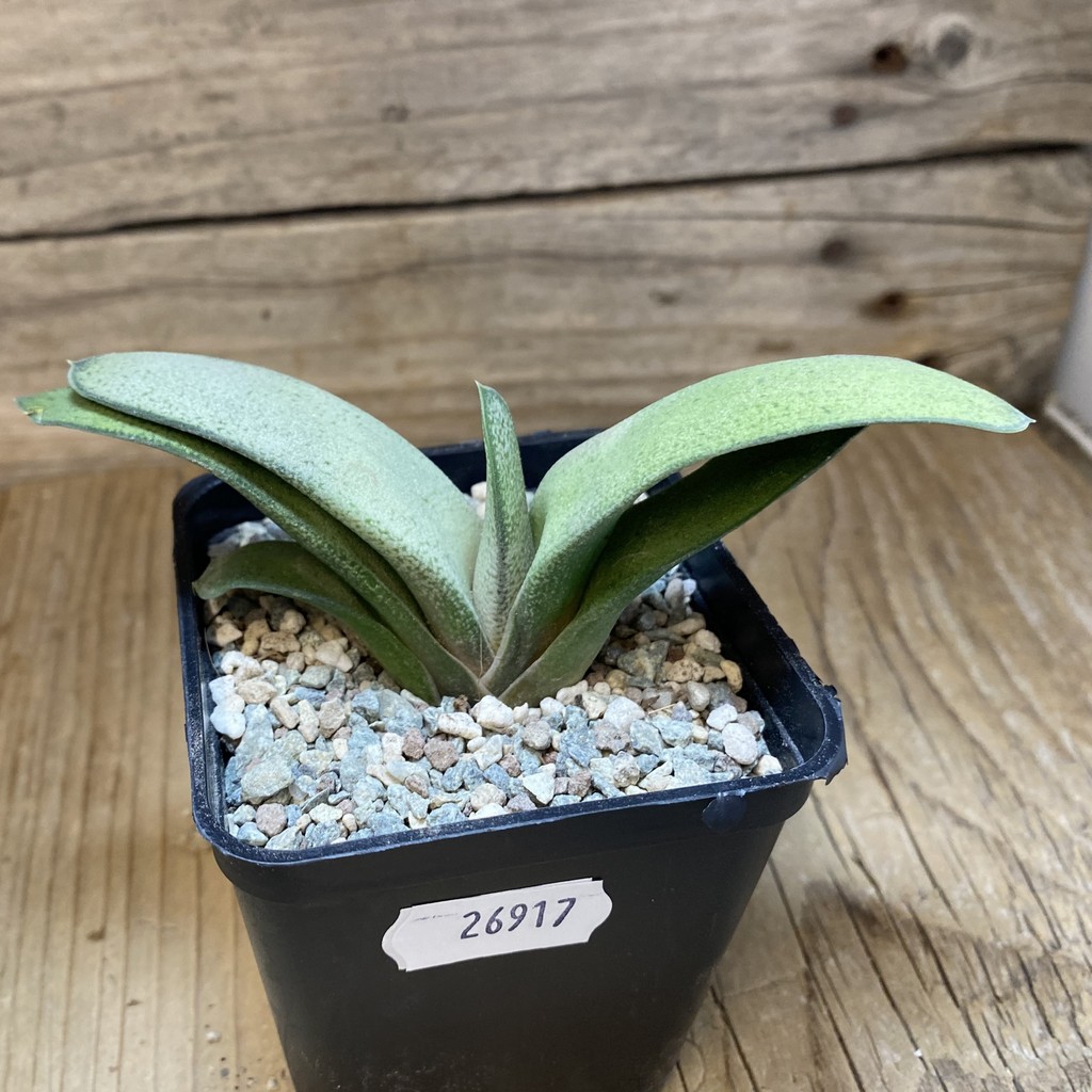 SH26917 Gasteria hybrid - Image 2