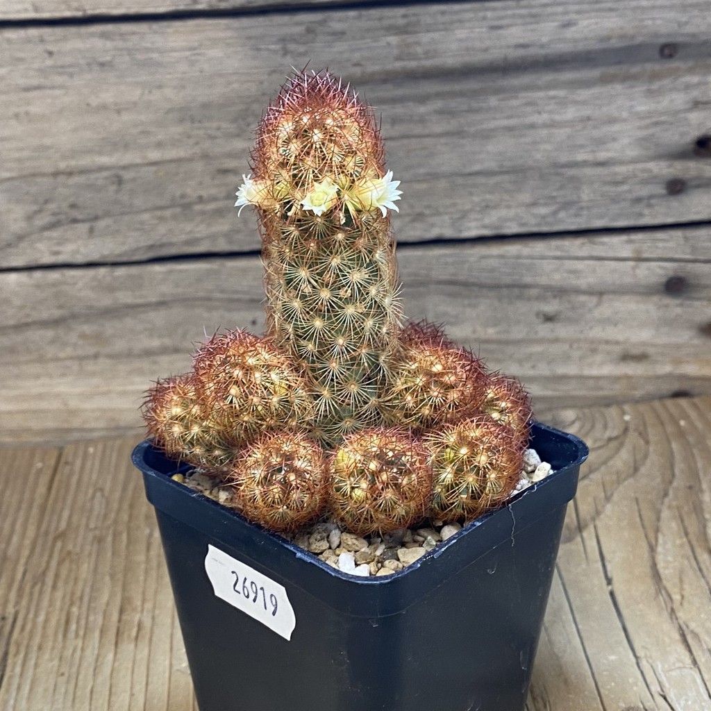 SH26919 Mammillaria elongata v. rubrispina - Image 2