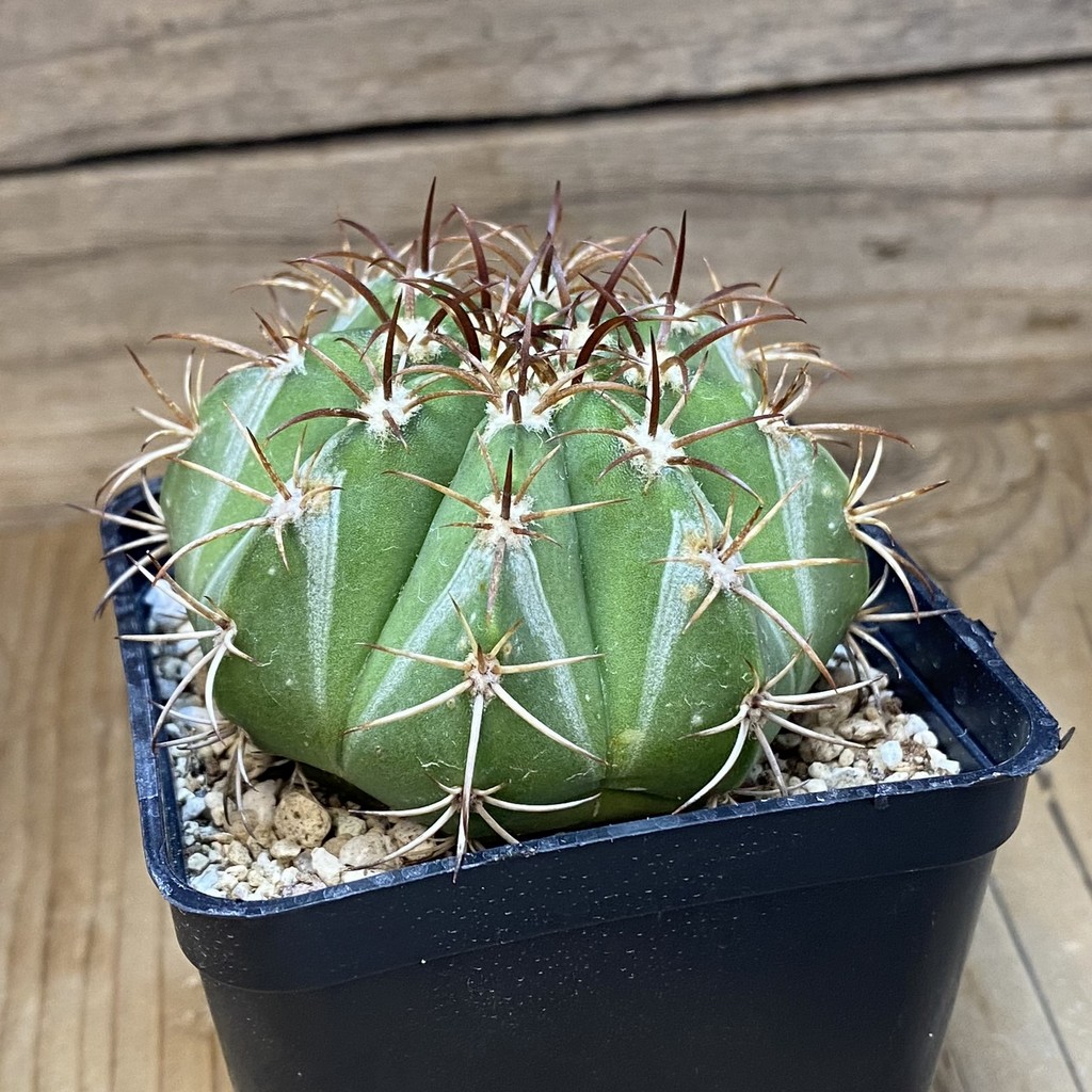 SH26920 Melocactus bahiensis - Image 2