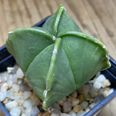 SH26922 Astrophytum myriostigma v. quadricostatum f. nudum